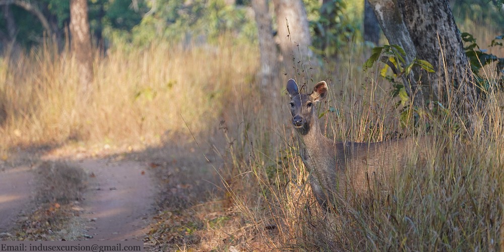 Satpura national park